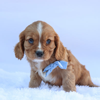 George - Available 9/17