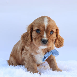 George - Available 9/17
