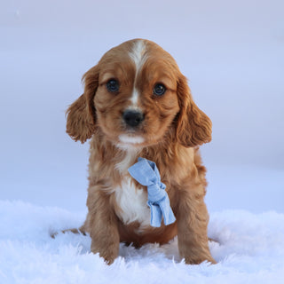 George - Available 9/17