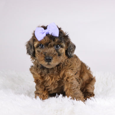 Ginger - Available 11/19
