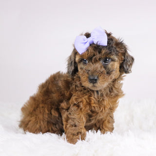 Ginger - Available 11/19