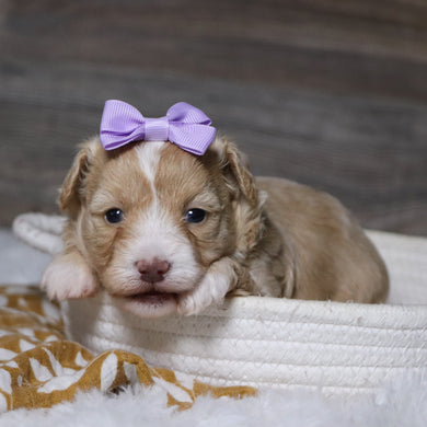 Gloria - Available 12/23