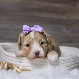 Gloria - Available 12/23