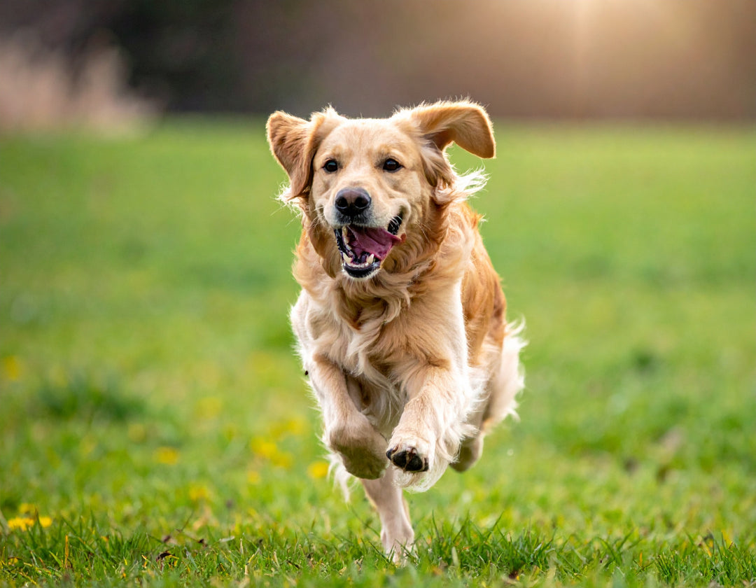 Golden Retriever puppies for sale