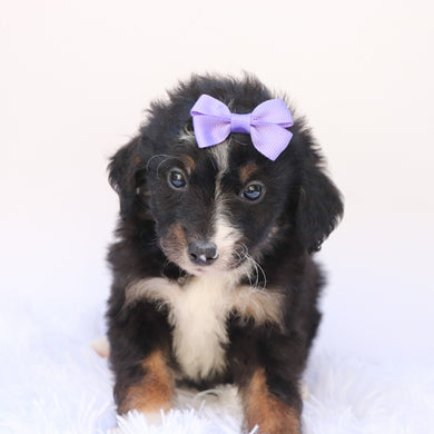 Goldie - Available 9/24