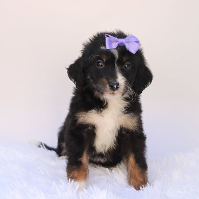 Goldie - Available 9/24