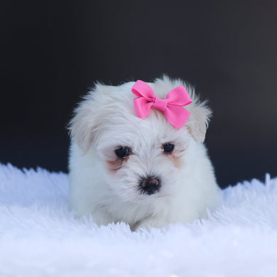 Grace - Available 6/26