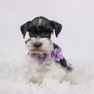Gracie - Available 11/5