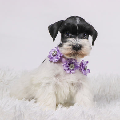 Gracie - Available 11/5