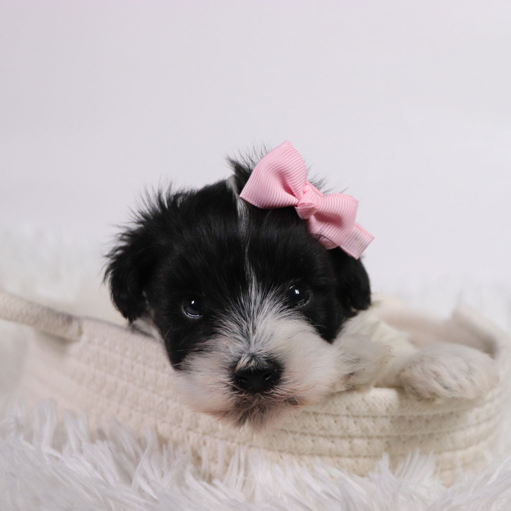 Gracie - Available 11/5