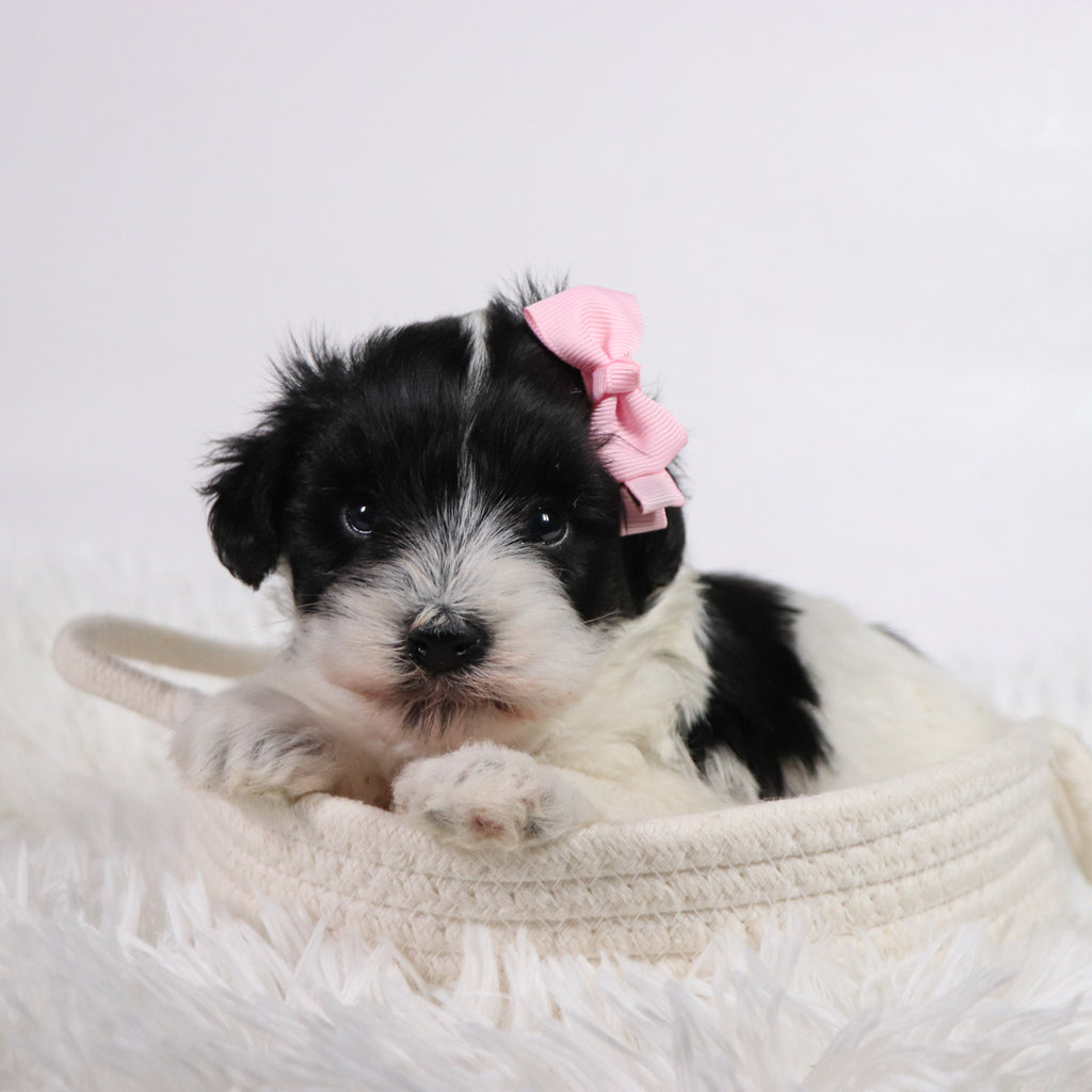 Gracie - Available 11/5