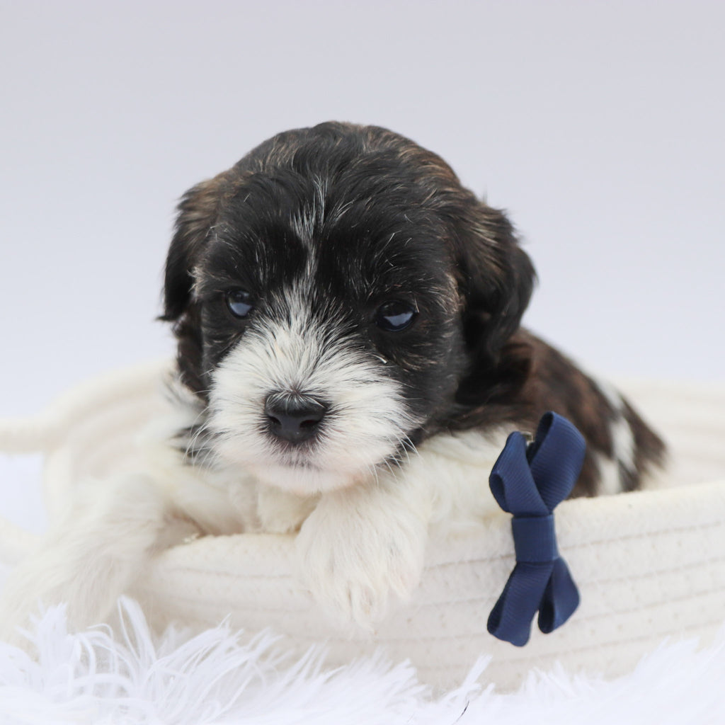 Griff- Available 8/20