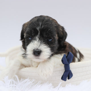 Griff- Available 8/20
