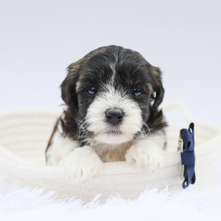Griff- Available 8/20