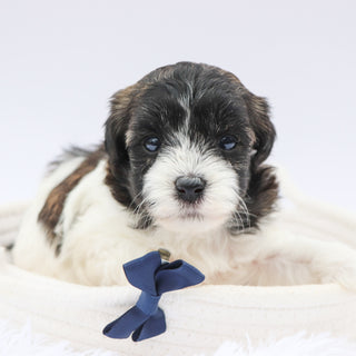 Griff- Available 8/20