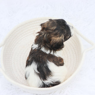 Griff- Available 8/20