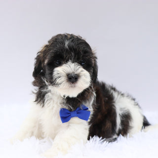Griff- Available 8/20