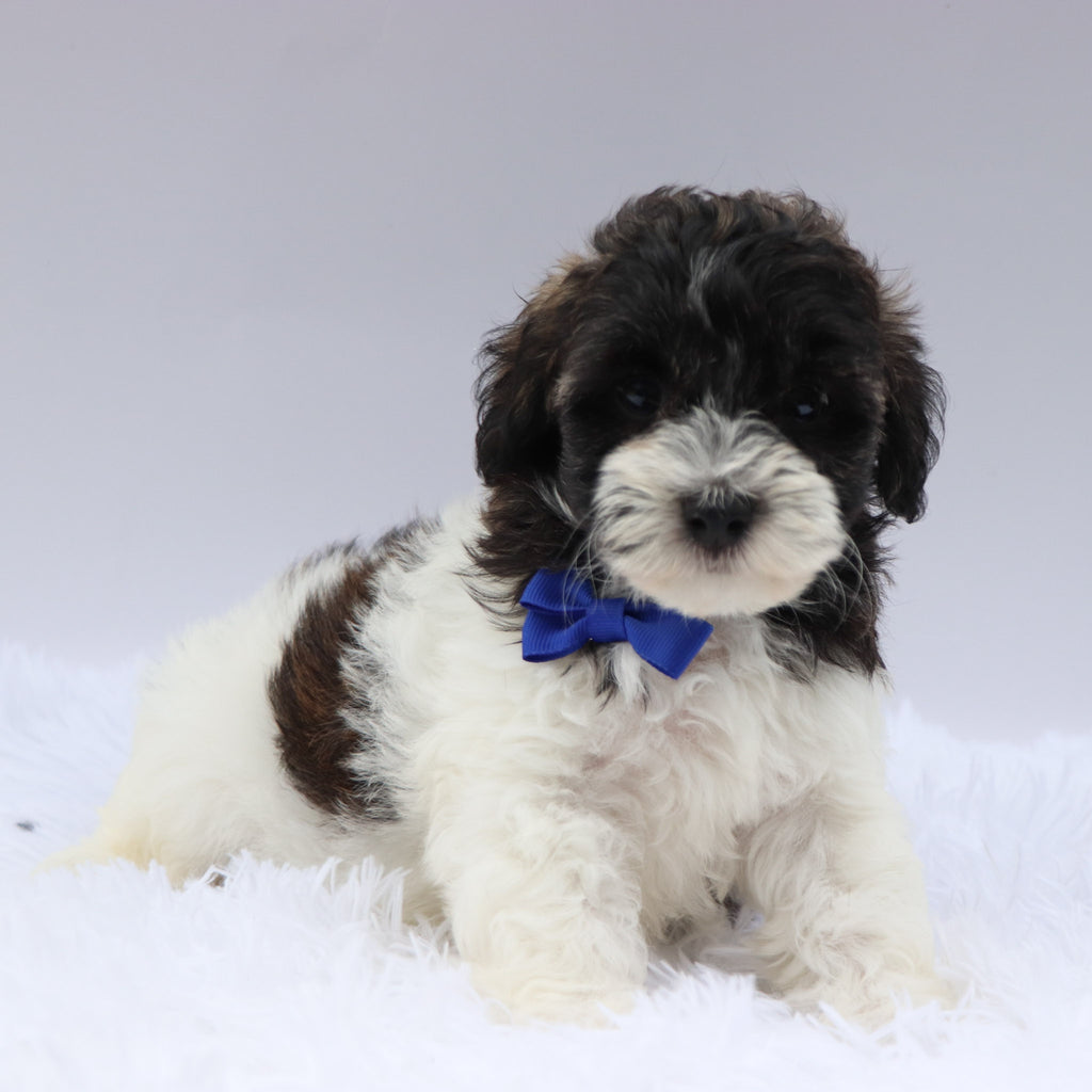 Griff- Available 8/20