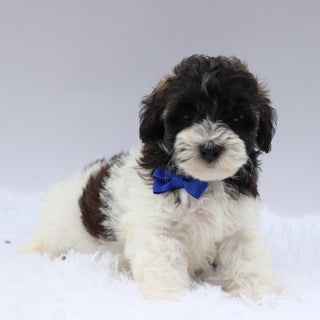 Griff- Available 8/20