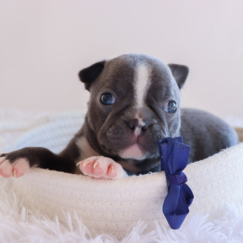 Gunner - Available 10/1