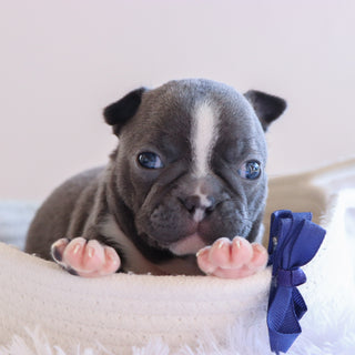 Gunner - Available 10/1