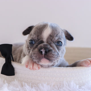 Hamilton - Available 10/1