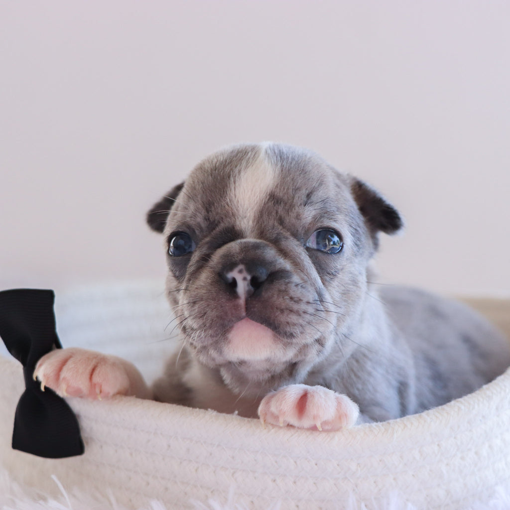 Hamilton - Available 10/1