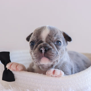 Hamilton - Available 10/1