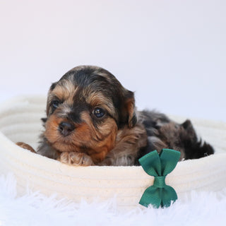 Hank - Available 8/27