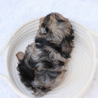 Hank - Available 8/27