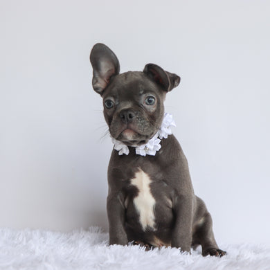 Hank - Available Now