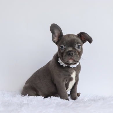 Hank - Available Now