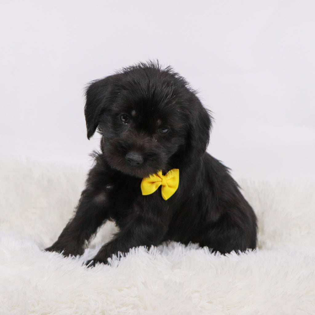 Hans - Available Now