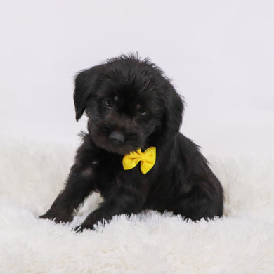 Hans - Available 11/12