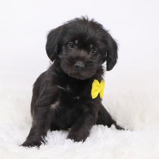 Hans - Available Now