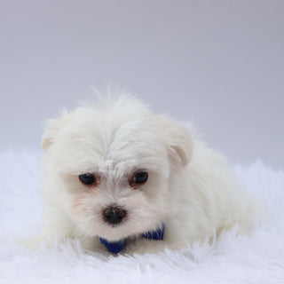 Harley - Available 8/20