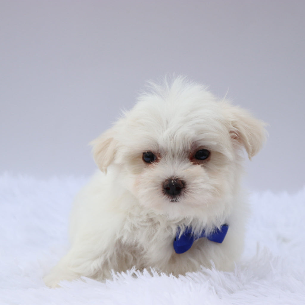 Harley - Available 8/20