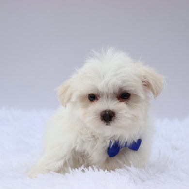 Harley - Available 8/20