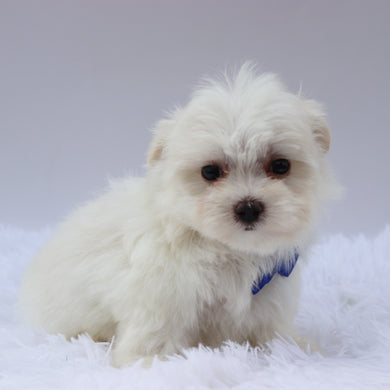 Harley - Available 8/20