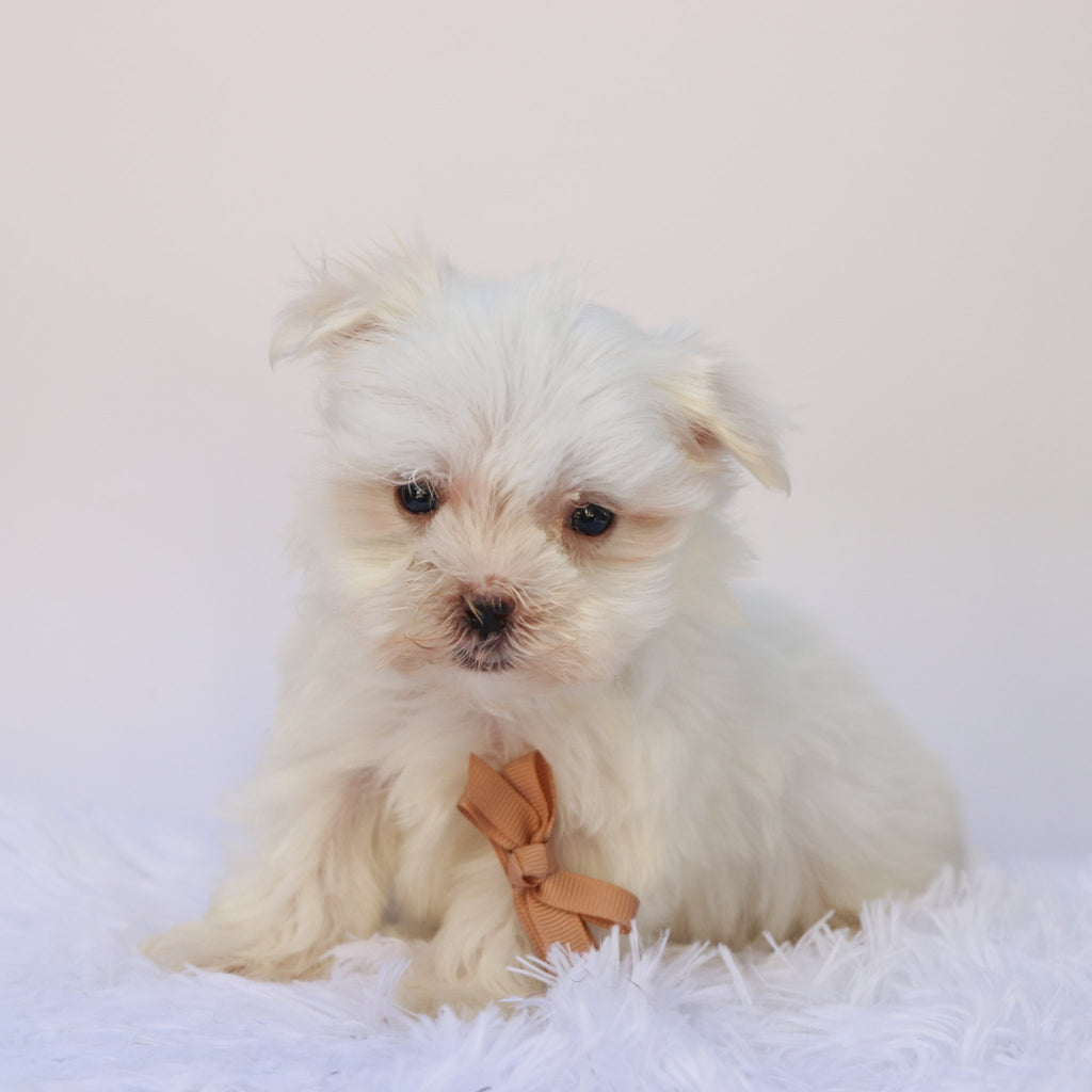 Harlie - Available 9/24