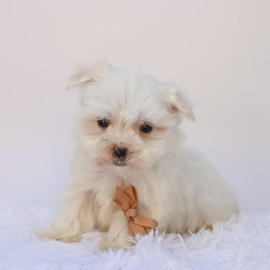 Harlie - Available 9/17