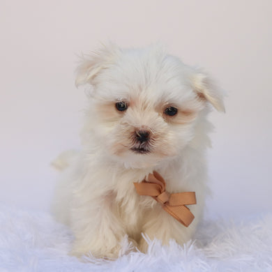 Harlie - Available 9/17
