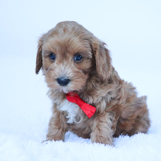 Harold - Available 10/15