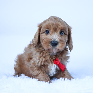 Harold - Available 10/15