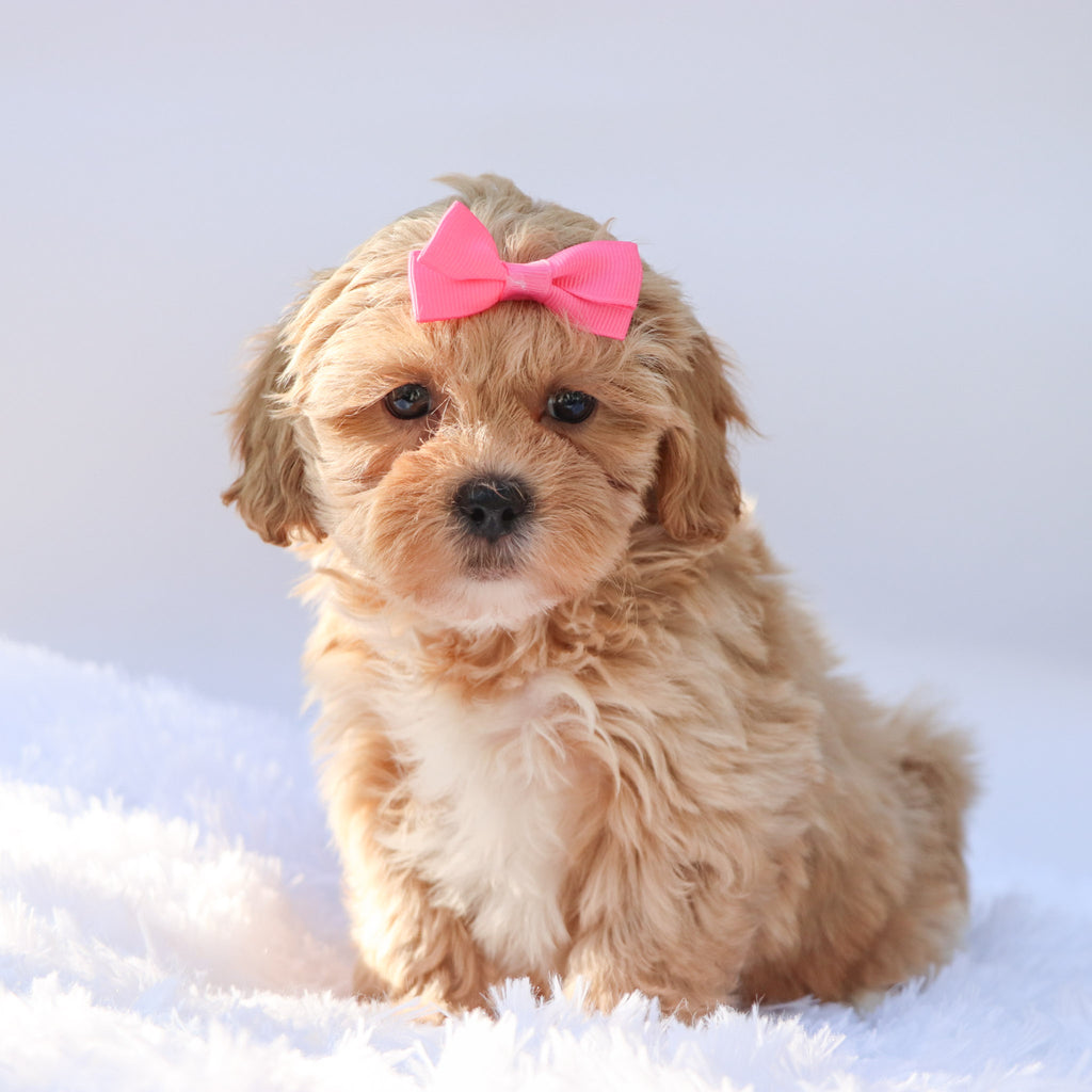 Harper - Available 9/17