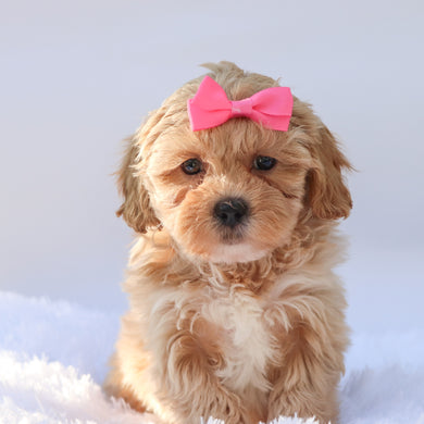 Harper - Available 9/17