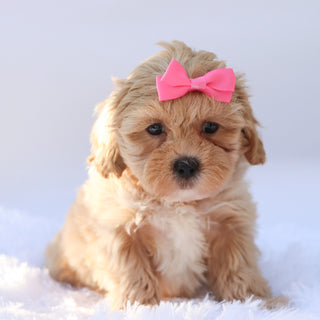 Harper - Available 9/17