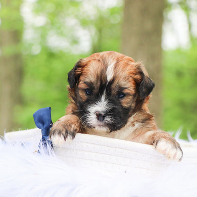 Hartley - Available 6/18