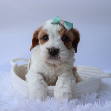 Hattie - Available 9/24