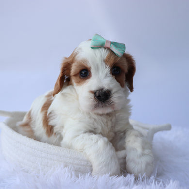 Hattie - Available 9/24